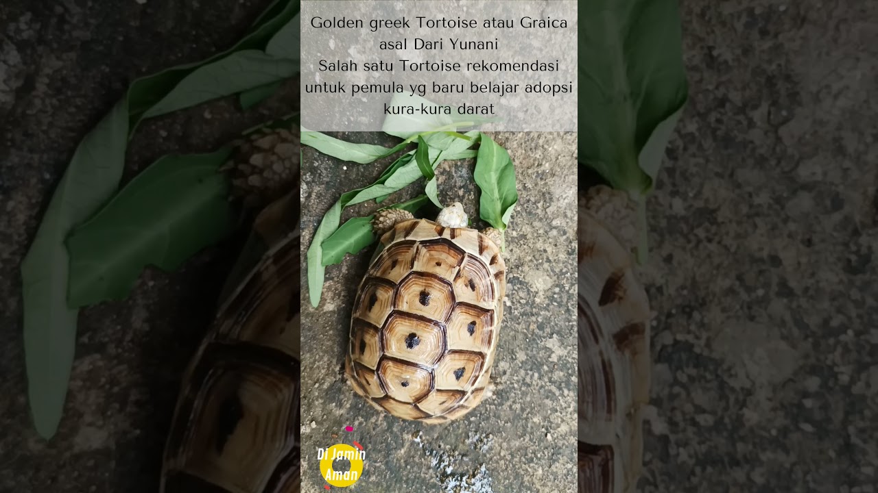 Golden Greek Tortoise
