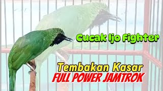 Cucak ijo gacor fighter full tembakan kasar dan rapat gaya hiper...!!!