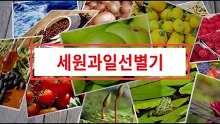 세원과일선별기 과일선별기 말하는과일선별기 형상과일선별기 중고과일선별기 과일당도측정기 주문제작