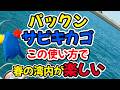 パックン(ぱっくん)サビキカゴ、この使い方で春の漁港湾内の釣りが楽しい