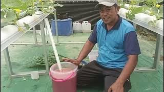 Must Try....Alternative nutrient mix for hydroponic vegetables/leaves