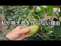 夏秋抑制栽培の大玉トマト。今年の栽培管理の反省点と夏秋抑制栽培にオススメの品種のご紹介