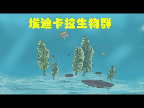元古宙：埃迪卡拉生物群｜最早的动物化石出现｜地球简史系列4｜海民大叔