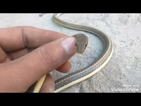 ثعبان ابو السيور الزاروق او الزراعى