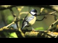 Msanges charbonnires  great tit