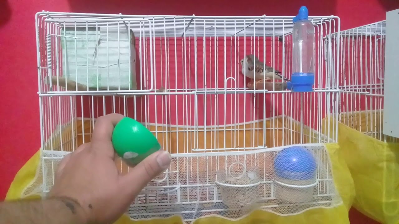 Como Reproduzir Diamante Mandarim?!