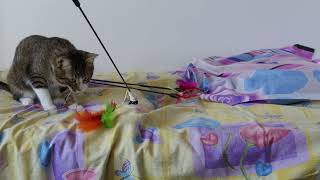 Funny Cat Likes to Play on the Soft Bed screenshot 4