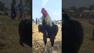 Most 😍Beautiful Aseel #aseelmurga #aseel #viral #rooster #birds #villagemarket #mianwaliaseels