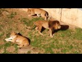 しつこいカイト　Persistent Kite　Lion(ライオン)　多摩動物公園