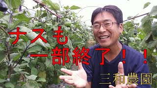 ナスも一部収穫終了！NO182