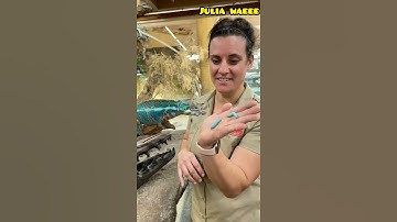 Kissing Chameleon🦎🦎 #wildlife #animalsvideo #viral