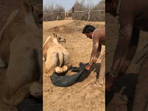 ف ي ش د ة ٱل ح ر ار ة ٱلص ب ي ي خ ر ج ٱل أ ن ب وب ٱل ع ال ق ت ح ت ٱل ج م ل