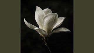 Magnolia - Claudio Constantini