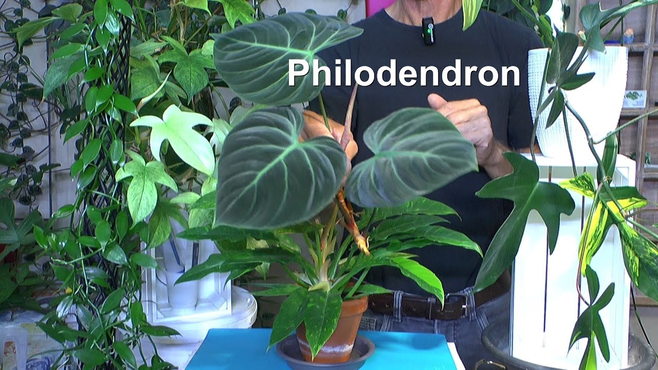 Philodendron und was Du über diese Pflanzenart wissen musst um sie gut wachsen zu lassen