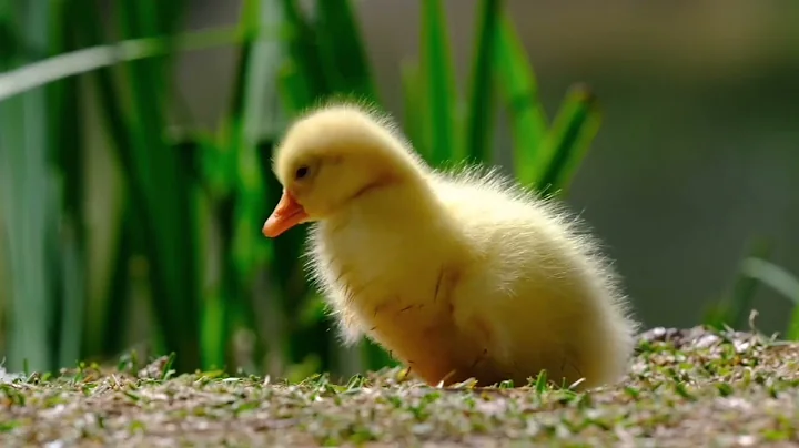 Bird Songs - 8 HOURS of Birds Singing in the Forest - Nature Relaxation Video in 4K Ultra HD