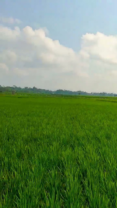 MASYAALLAH SAWAH DI BLITAR SUBUR BANGET #cintaformosa07 #shortsfeed #shortsyoutube #shortsvideo