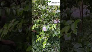 Male vs female camellia can you spot the difference #dhgardencenter #gardeningtips #springgardening