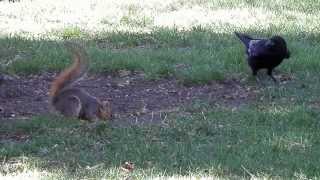 Squirrel vs Crow