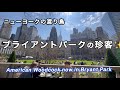 春の訪れを告げる鳥・ブライアントパークに出現✨アメリカヤマシギが人気沸騰中
