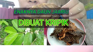 Daun jambu biji merah jadi keripik