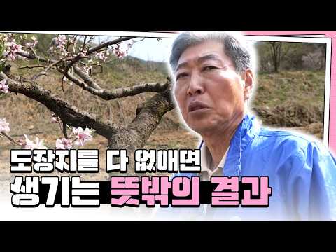 성목일수록 햇빛을 직접 받으면 일소 피해 커