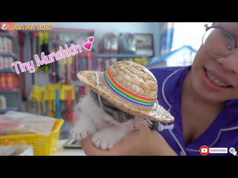 Video LOHA PET SHOP Cute Pets for sale Tiny Munchkin Kittens... - youtube