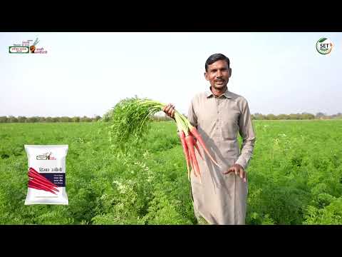 Hisar Rasili Carrot Seeds | SVHSPL