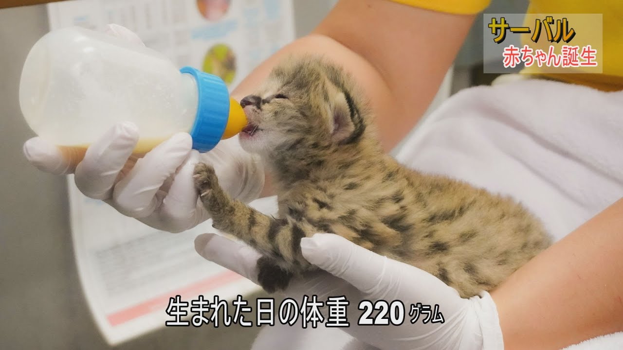 東山動植物園シリーズ サーバル 赤ちゃん誕生 Youtube