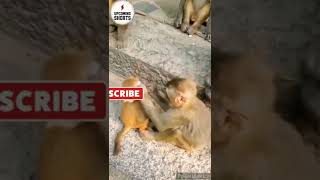 Download Lagu Monkey's Dental Checkup... 😂#youtube #youtubeshorts #shorts #playing #monkey #dental MP3