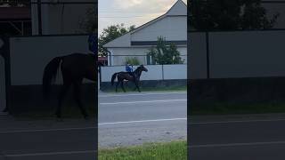 Черкесская молодёжь | Черкес на кабардинском скакуне #circassian#нальчик#черкесск#майкоп#адыги#