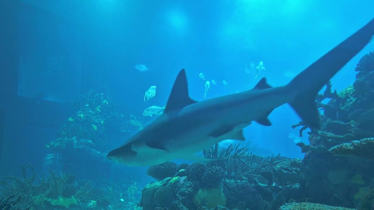 Oceanaria Lisboa, Portugal