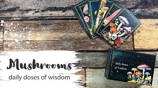 Mushrooms Daily Doses of Wisdom | Walkthrough