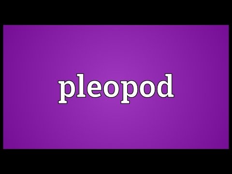 Header of pleopod