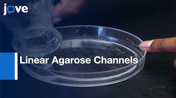 Linear Agarose Channels to Study Crawling Behavior | Protocol Preview