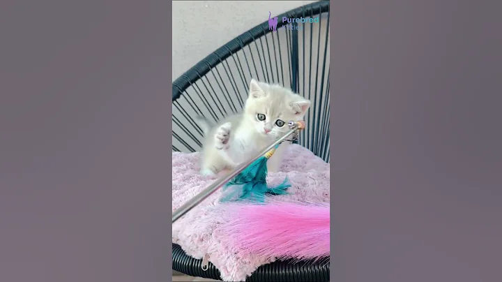 Watch the video about Adopt Pearl