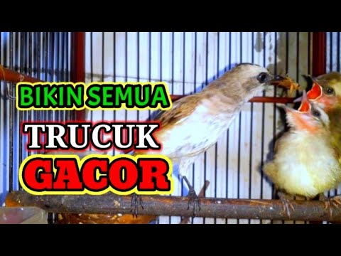 Suara Pikat Trucukan Anakan trucuk minta makan ampuh