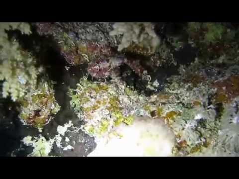 Night diving in the Red Sea
