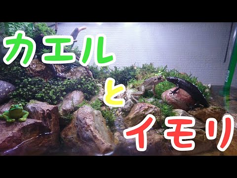 ♡アクアテラリウム♡動くものに反応するカエルとイモリの結末…