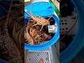 BACK TO WORK! #LOBSTER #STLFishing #commercialfishing #supportlocal #fisherman #bvi #travel #fyp