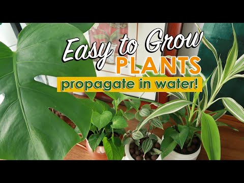 PLANTS THAT CAN BE PROPAGATED IN WATER!