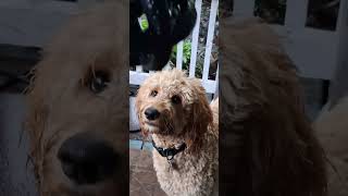 Dog Games #GoldenDoodle #DogFun #DogsRule #DogDays #DogLife #Laserpets #PetVideos