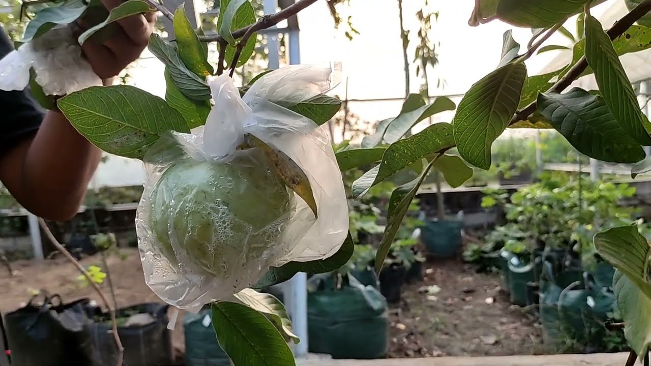 CARA MERAWAT JAMBU SIUMIK PALA DI KEBUN