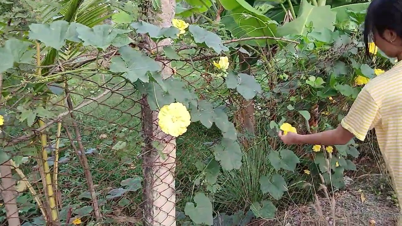 Những ngày giáp Tết Bính Ngọ 2026