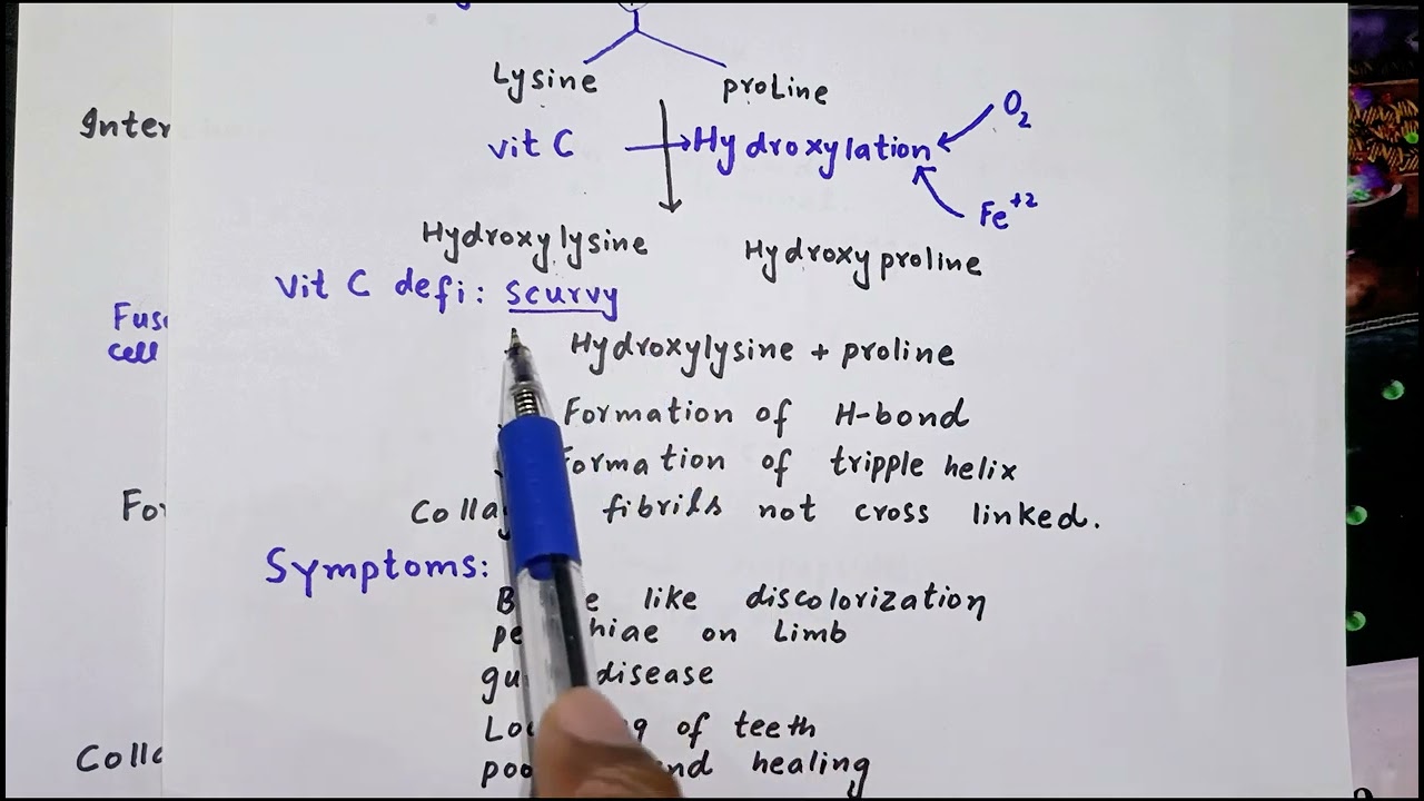 Biosynthesis of collagen protein| synthesis of collagen biochemistry| collagen protein synthesis