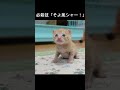 生まれて初めて威嚇する子猫【生後18日】 #cat#子猫#shorts