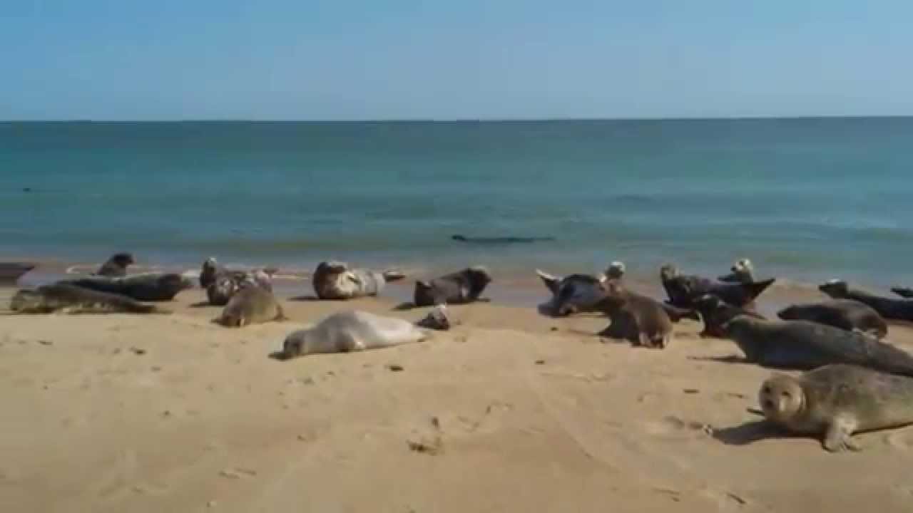 Seals at Horsey Beach, Norfolk YouTube