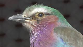 ライラックニシブッポウソウの羽根セット mqdefault.jpg