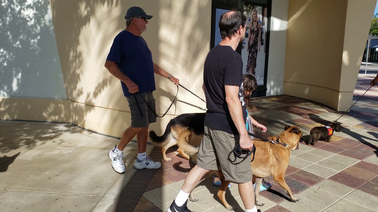 Dog Training at Coconut Creek Promenade YouTube