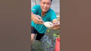 Đặt lờ bắt cá tập 5 - dính cá lạ full clip bên dưới #datlobatca #mientay #datloca