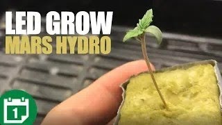 A Seedling is Born -  Transplanting to DWC - How to Grow Weed From home